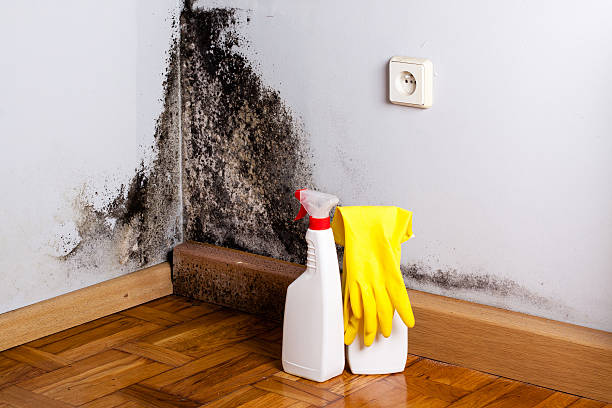 Best Industrial Mold Remediation in Fairborn, OH