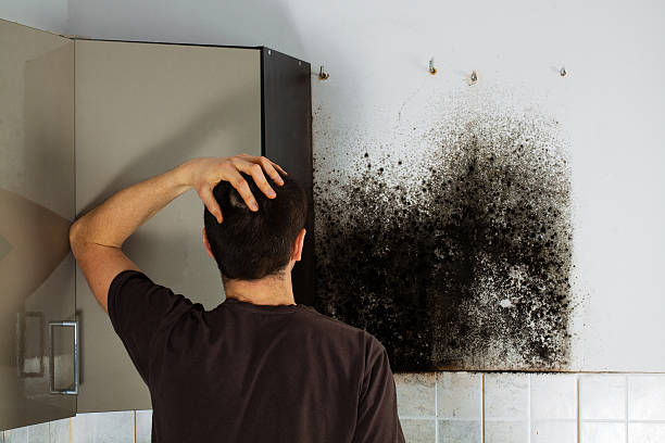 Best HVAC Mold Remediation in Fairborn, OH