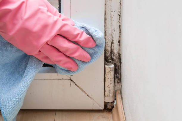 Best Attic Mold Remediation in Fairborn, OH